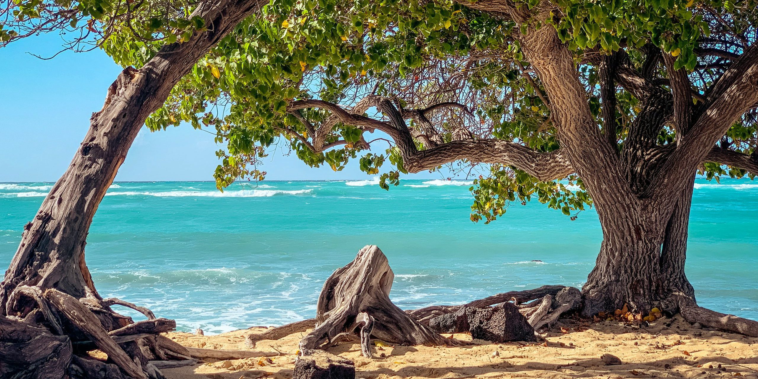 Beach with trees and ocean